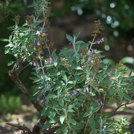 ベッド・アンド・ブレックファスト Costa Lupara - Murchio