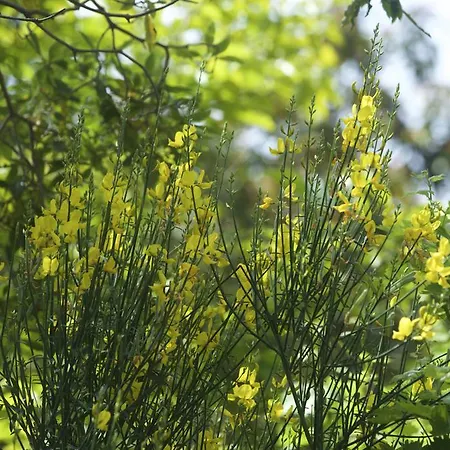 住宿加早餐酒店 Costa Lupara - Murchio