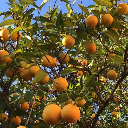 住宿加早餐酒店 Costa Lupara - Murchio